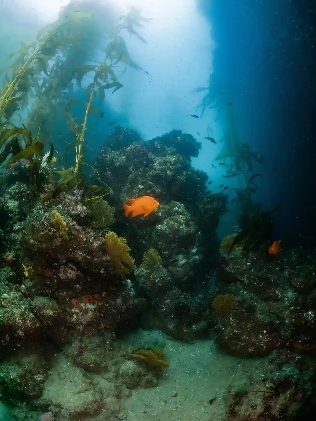Diver's Cove, Laguna Beach, California