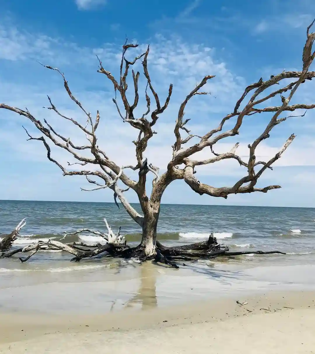 Driftwood Beach, Jekyll Island, Georgia