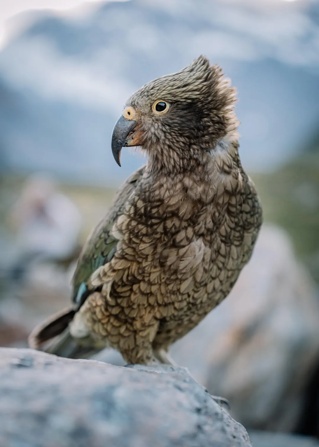 Kea