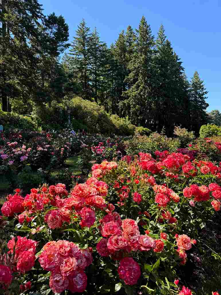 International Rose Test Garden