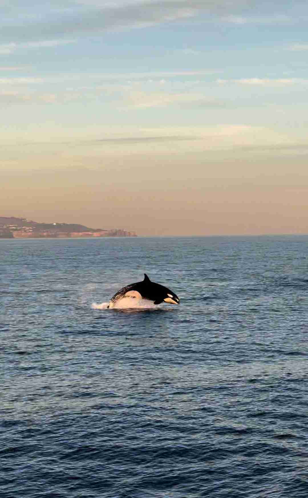 Go Whale Watching