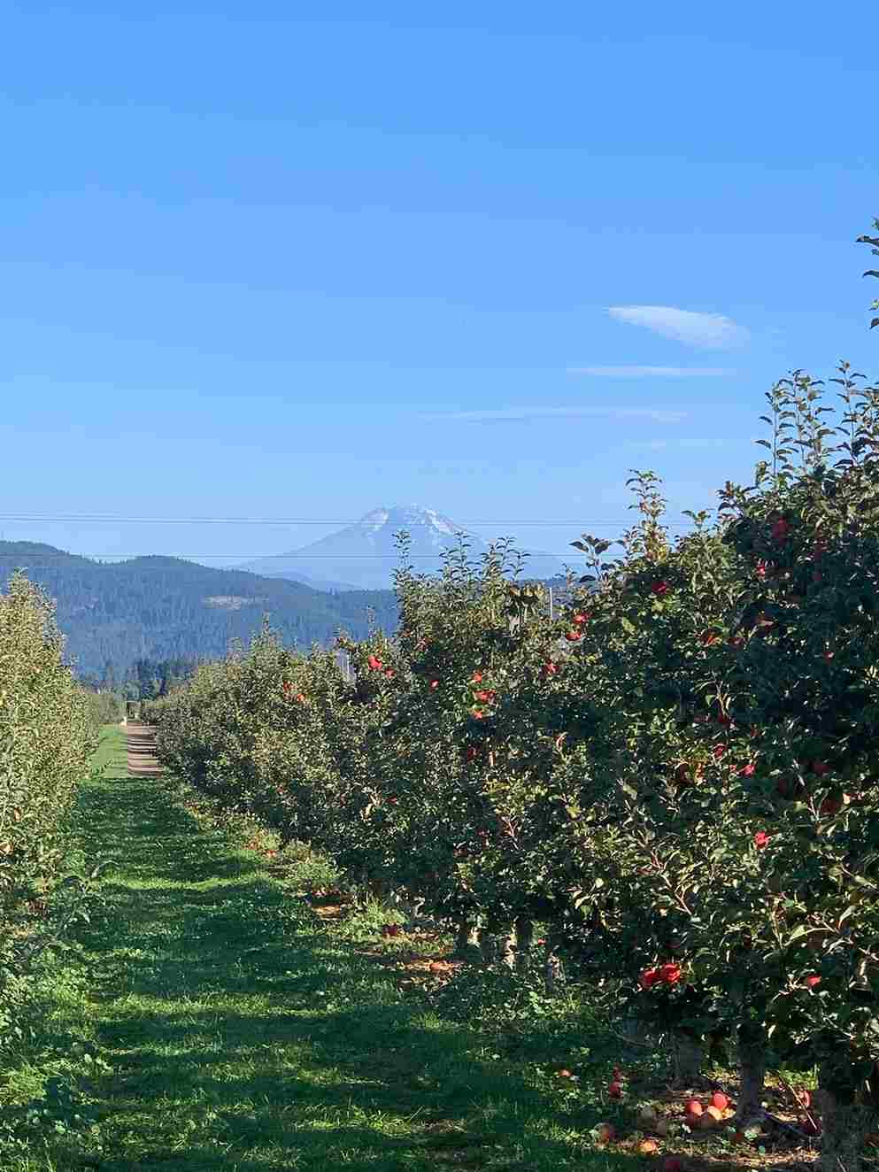 Hood River Fruit Loop