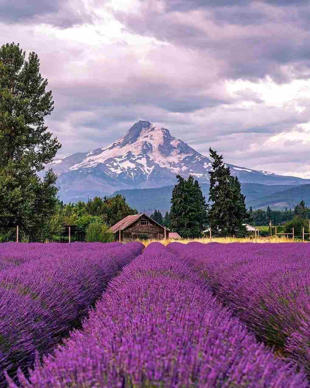 Lavender Farms