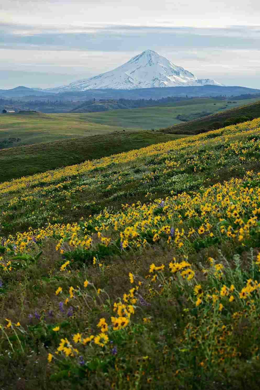 Wildflower Hikes