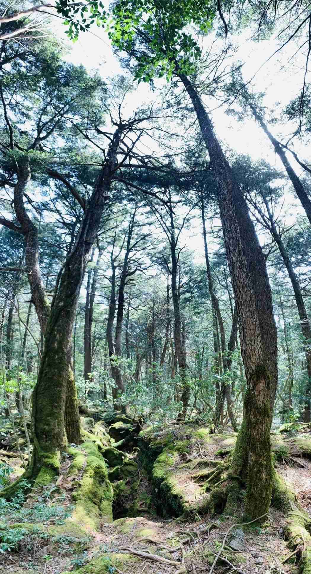 Aokigahara Forest