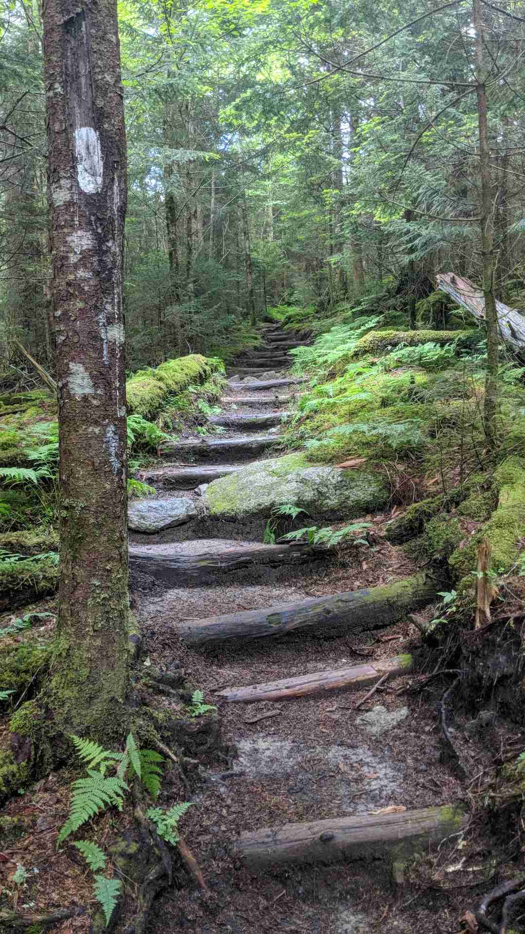 DAY 1: Alum Cave Trail, Newfound Gap, & Clingmans Dome / Kuwohi