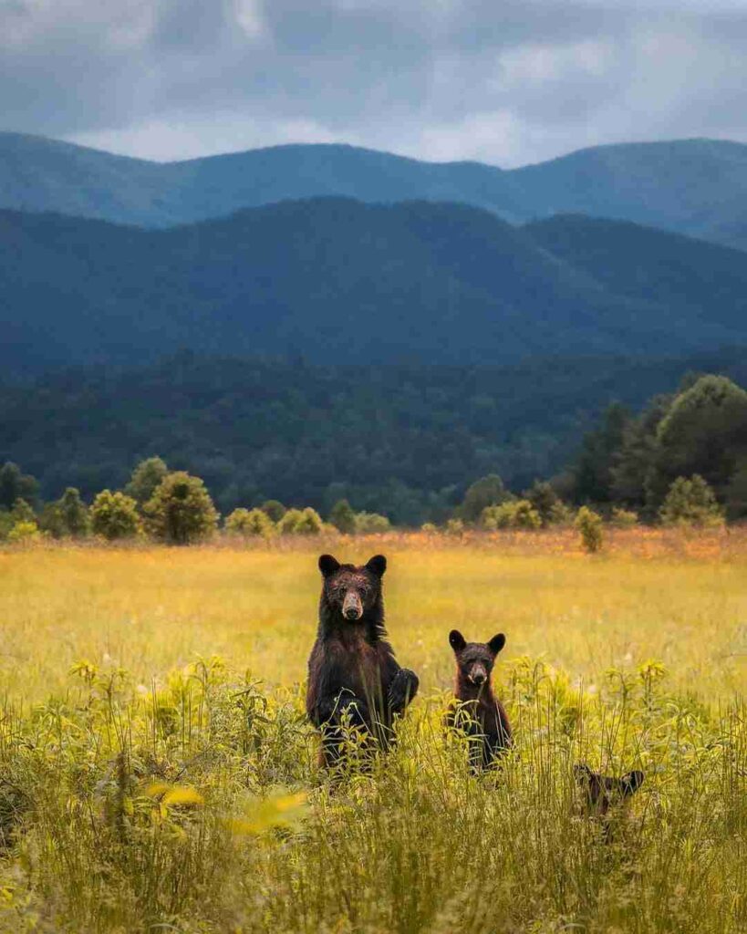 HOW TO GET TO GREAT SMOKY MOUNTAINS NATIONAL PARK