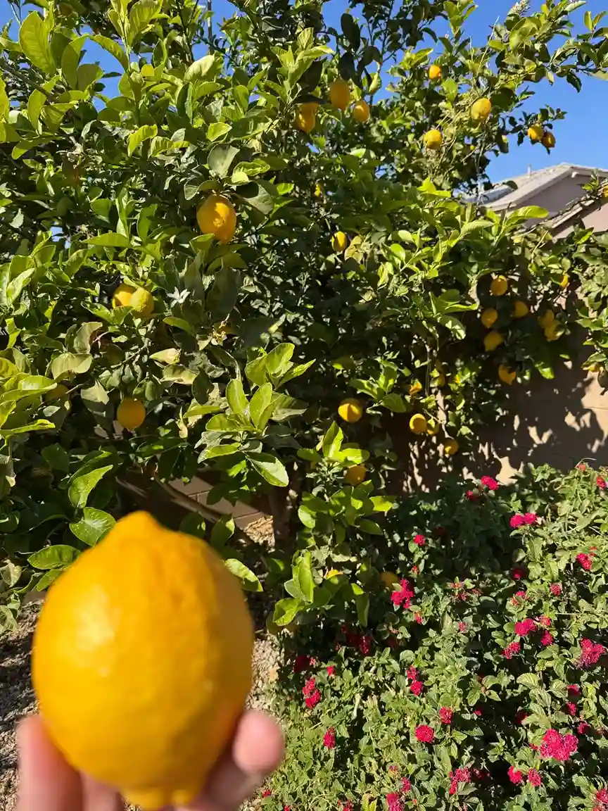 Local Food, Lemons & Limoncello