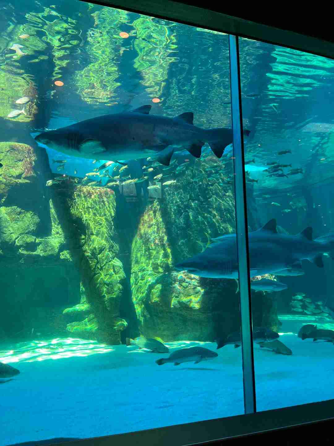 Two Oceans Aquarium